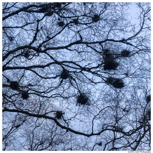 Severn Way: Hafren Forest to Caerswys