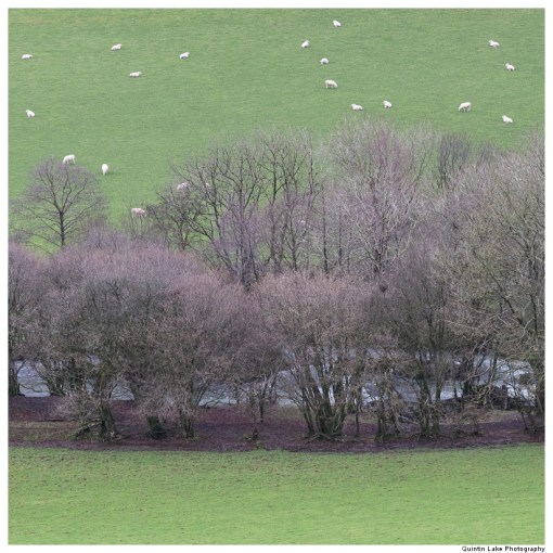 Severn Way: Hafren Forest to Caerswys