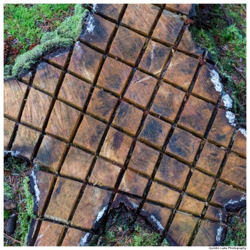 Severn Way: Hafren Forest to Caerswys