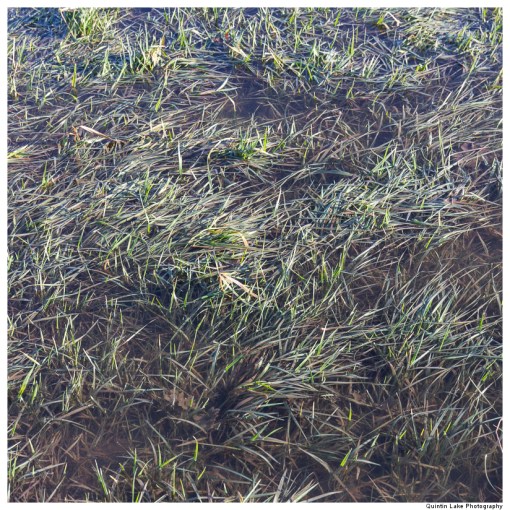 Severn Way. Shrewsbury to Ironbridge