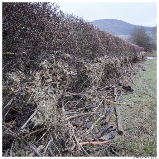 The Severn Way: Welshpool to Shrewsbury