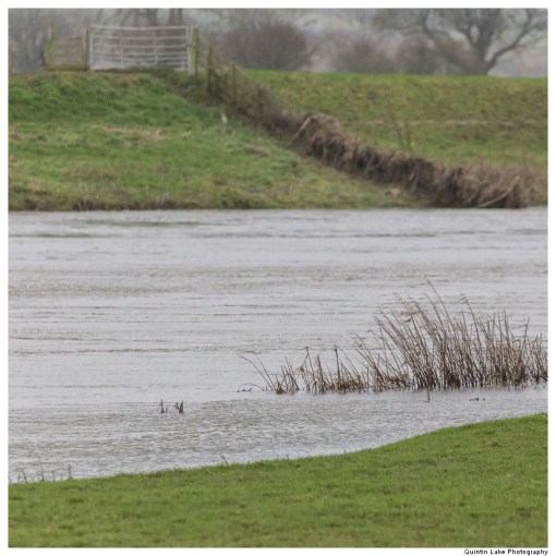 Severn-Welshpool-Shrewsbury-QJEL-800-08