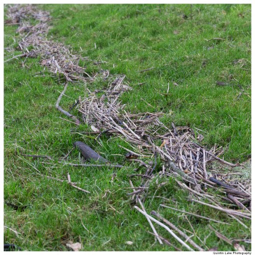 Severn-Welshpool-Shrewsbury-QJEL-800-13