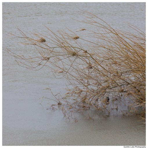 Severn-Welshpool-Shrewsbury-QJEL-800-14