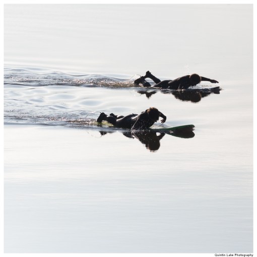 Five Star Severn Bore viewed from Minsterworth, Gloucestershire
