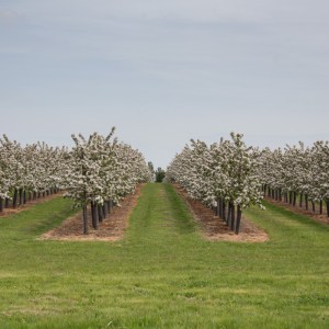 Orchard, Conyer.