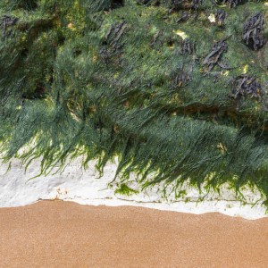 Base of Chalk Stack, Botany Bay.