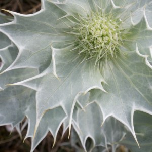 Sea-holly, Sandwich &amp; Pegwell bay Nature Reserve.