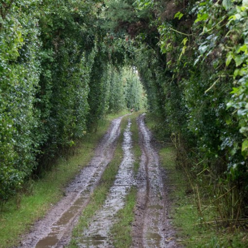 Pheasant, Hook Lane, Bosham, Sussex.