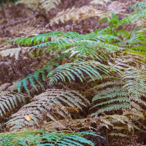 Sowley Brooms I, New Forest, Hampshire.