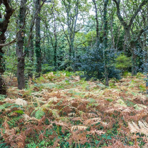Sowley Brooms II, New Forest, Hampshire.
