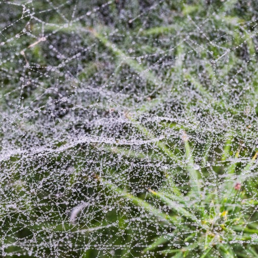 Dewy web, Highcliffe, Dorset.