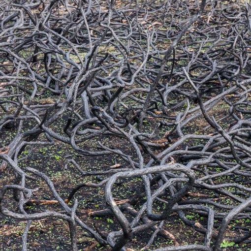 Burnt Gorse, Tidmoor Point, Dorset.