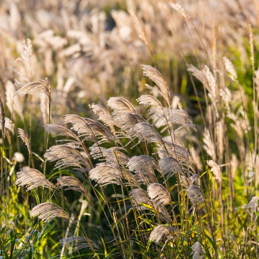 Reeds, Linton Hill, Dorset.