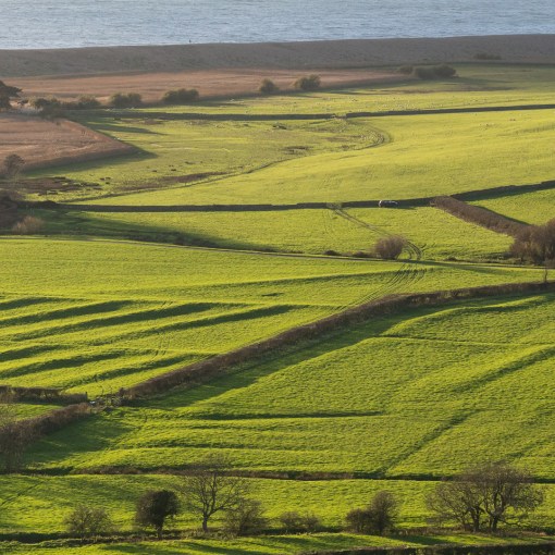 Ancient field boundaries by Abbotsbury Swannery, Dorset.