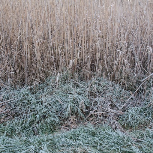 Exe Reedbeds Nature Reserve, Devon.