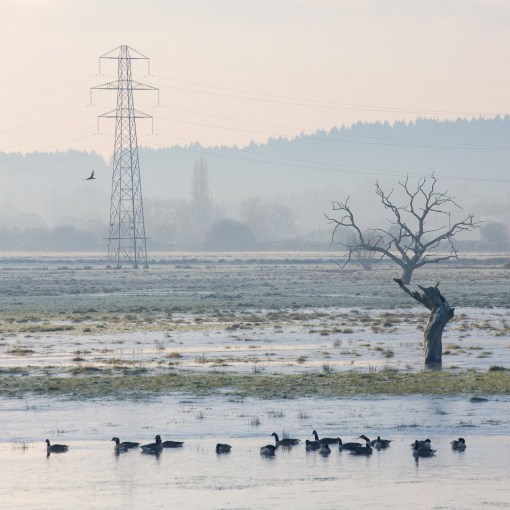 Exminster Marshes Nature Reserve, Devon.