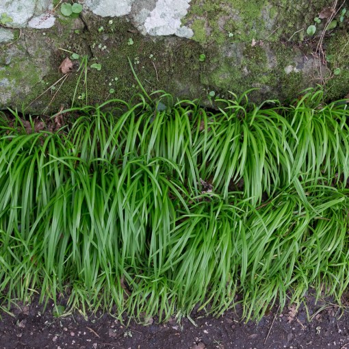 Wild Garlic, Babbacombe, Devon.