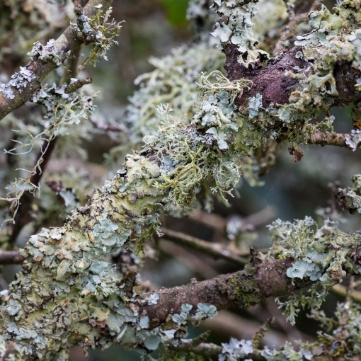 Lichen, St Mary’s Bay, Devon.