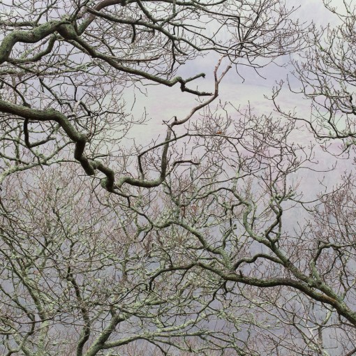 Oak boughs, Long Wood, River Dart, Devon