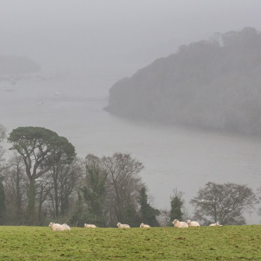 River Dart in the rain, from Greenway, Devon.