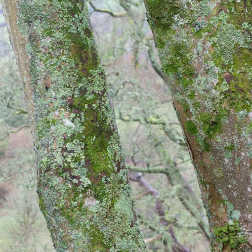 Dart boughs I, Devon.