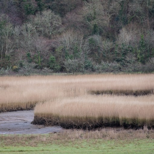 Reed Beds, River Dart, Devon.