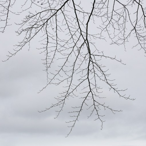 Dart boughs II, Devon.