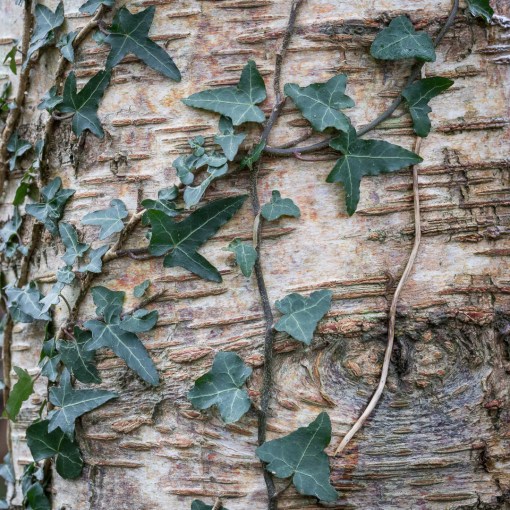 Dart boughs III, Devon.