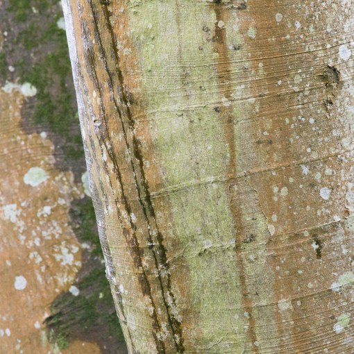 Dart boughs IV, Devon.