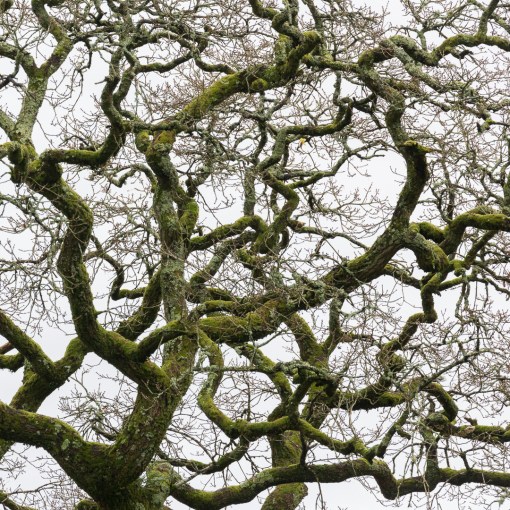 Dart boughs V, Devon.