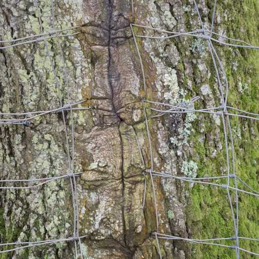 Engulfed fence, Bow Creek, Devon.