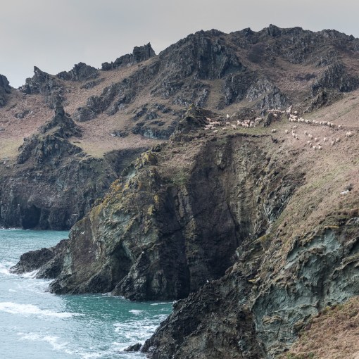 Flock of Sheep, Gammon Head, Devon.