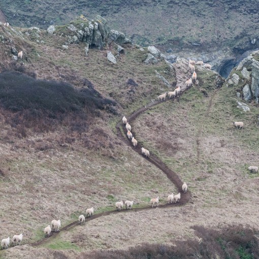 Procession of sheep, Gammon Head, Devon.