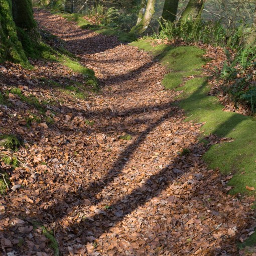 Erme Plym Trail near Spriddlestone, Devon.