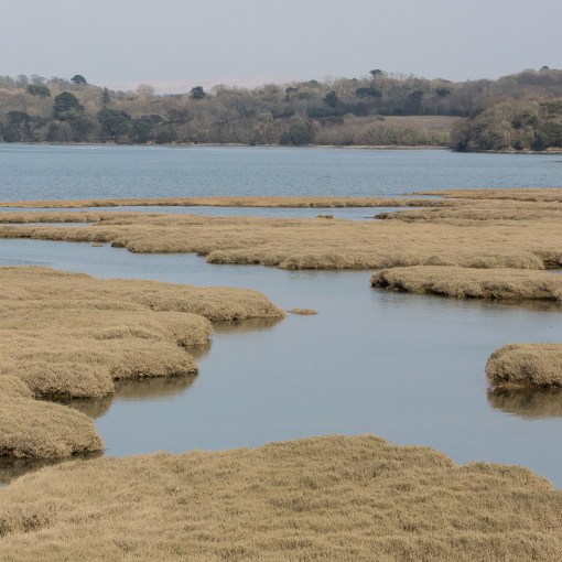 Salt Marshes, St Germans River, Cornwall.