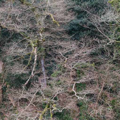 Bank of St John’s Lake, Torpoint, Cornwall.