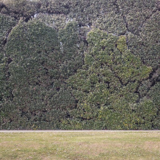 The Great Ilex Hedge, Mount Edgcumbe Country Park, Cornwall.
