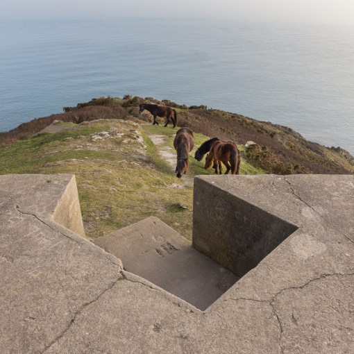 Dartmoor ponies &amp; WW2 gun emplacement, Rame Head, Cornwall.