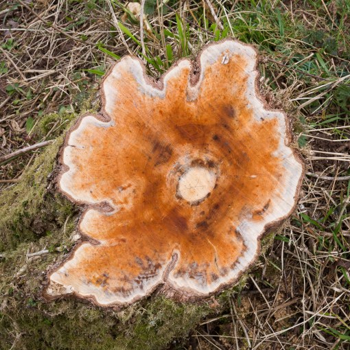 Stump, Cargloth Cliffs, Cornwall.