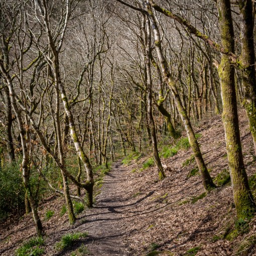 Milltown Wood, Cornwall.