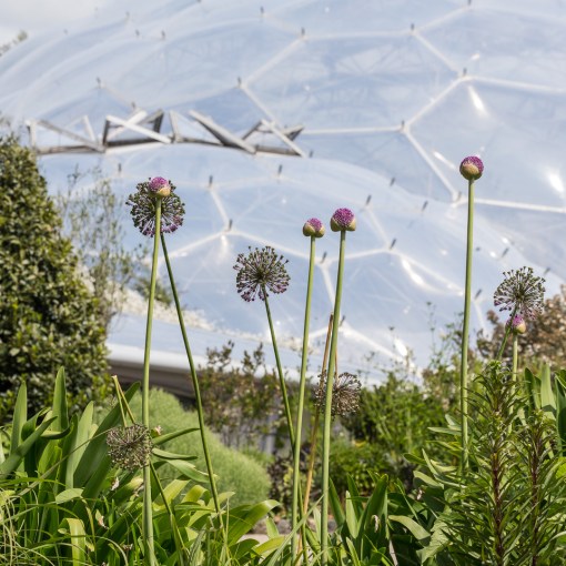 Eden Project garden, Cornwall.
