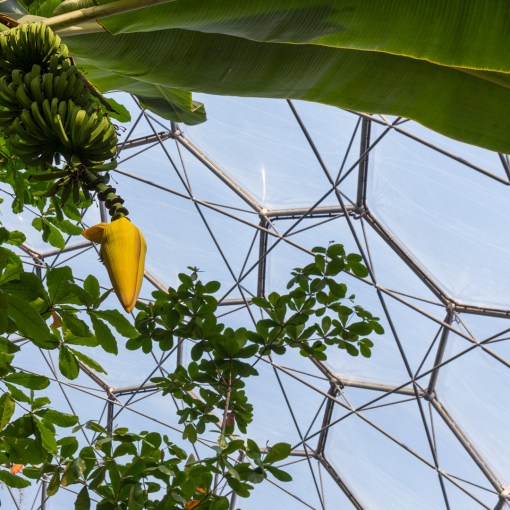 Banana Tree, Rainforest Biome, Eden Project, Cornwall.