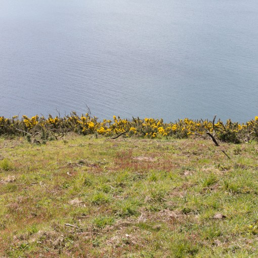 Gorse line, Black Head, Cornwall.