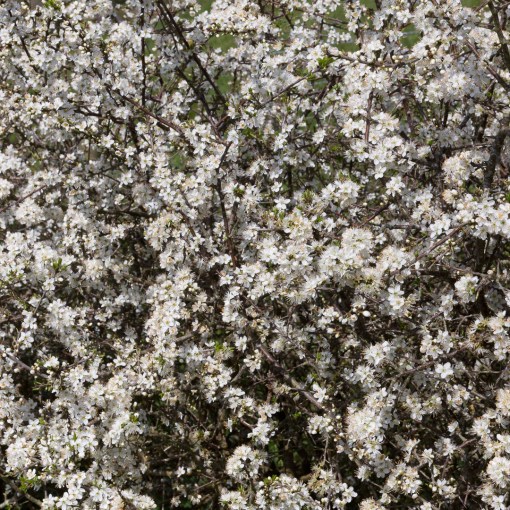 Hawthorn blossom, Drennick, Cornwall.