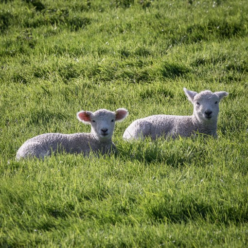 Lambs, Trewollock, Cornwall.