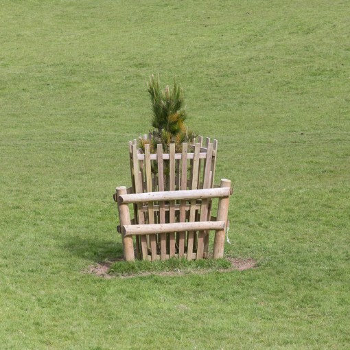 Fenced tree, Caerhays Castle, Cornwall.