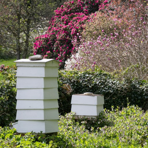 Beehives, Place House, St Anthony, Cornwall.
