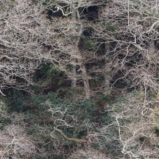 Lamorran Wood, River Fal, Cornwall.