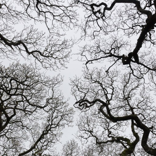 Tremayne Woods, Cornwall.